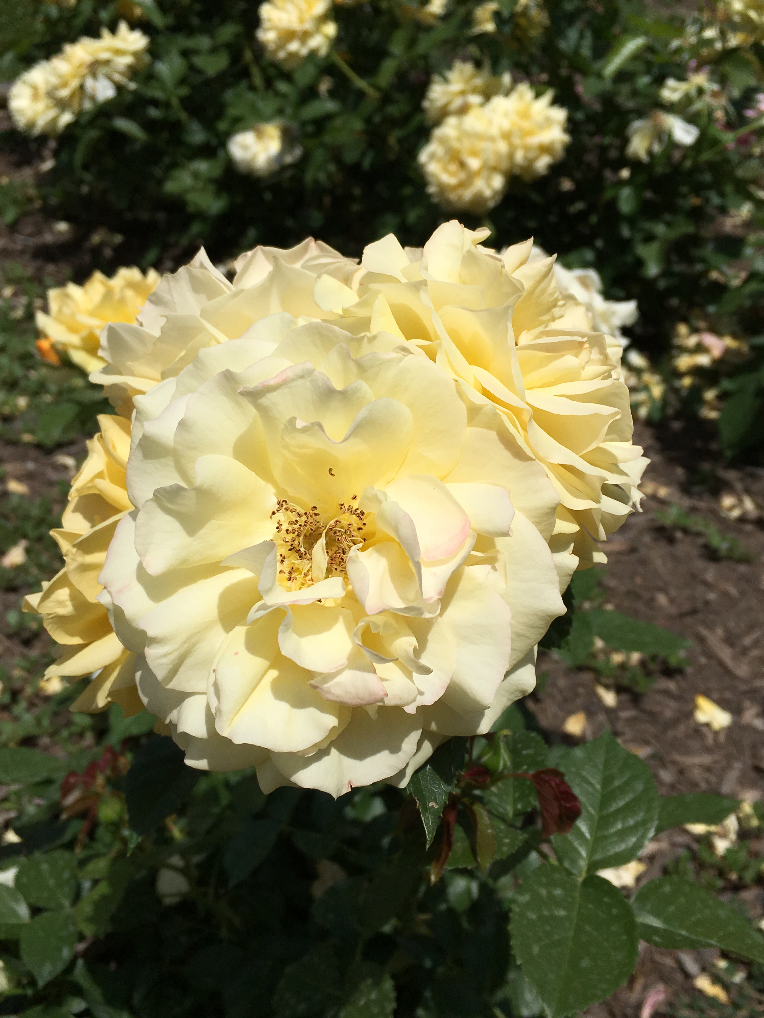 Rose