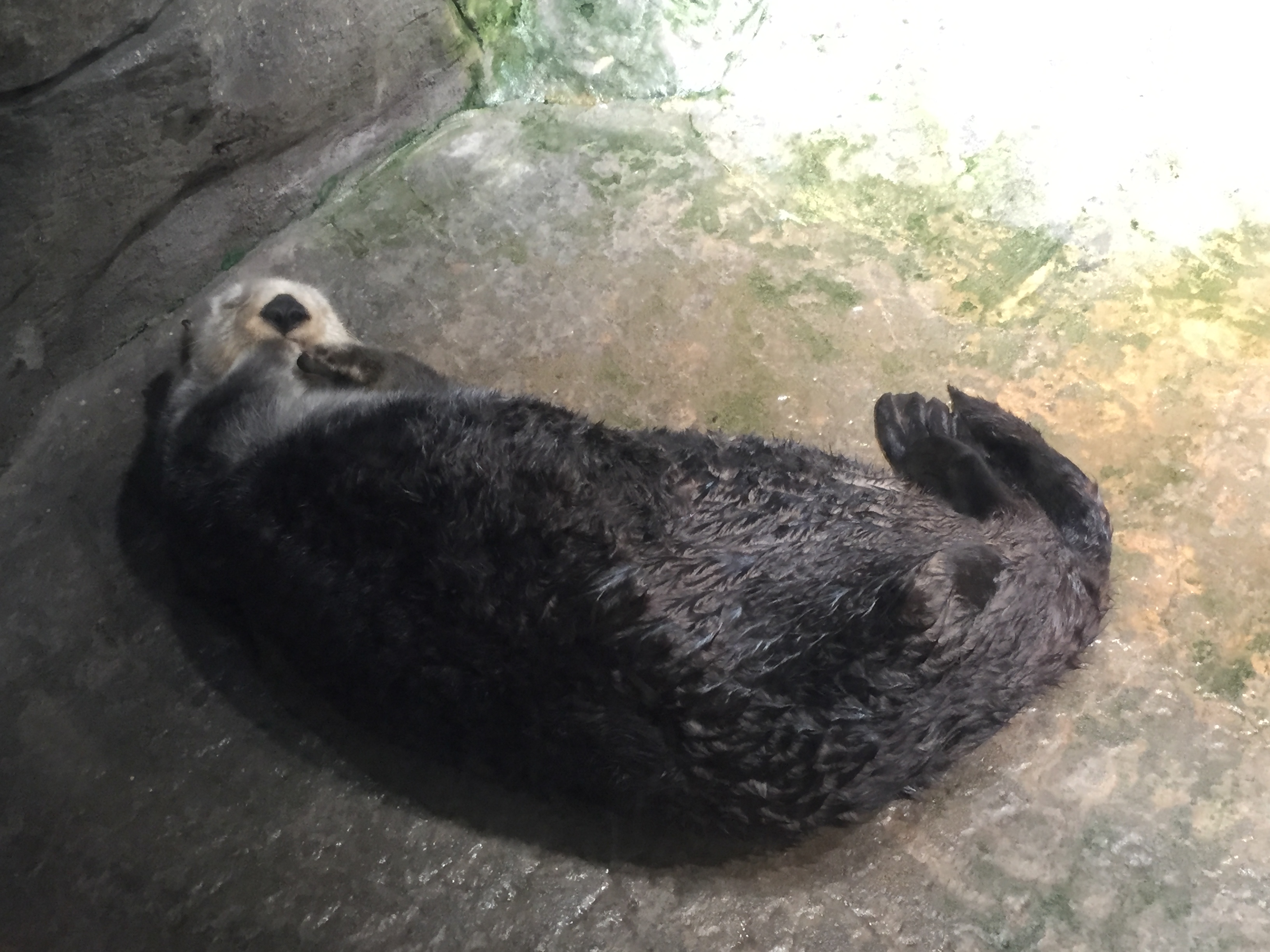 Atlanta Otter