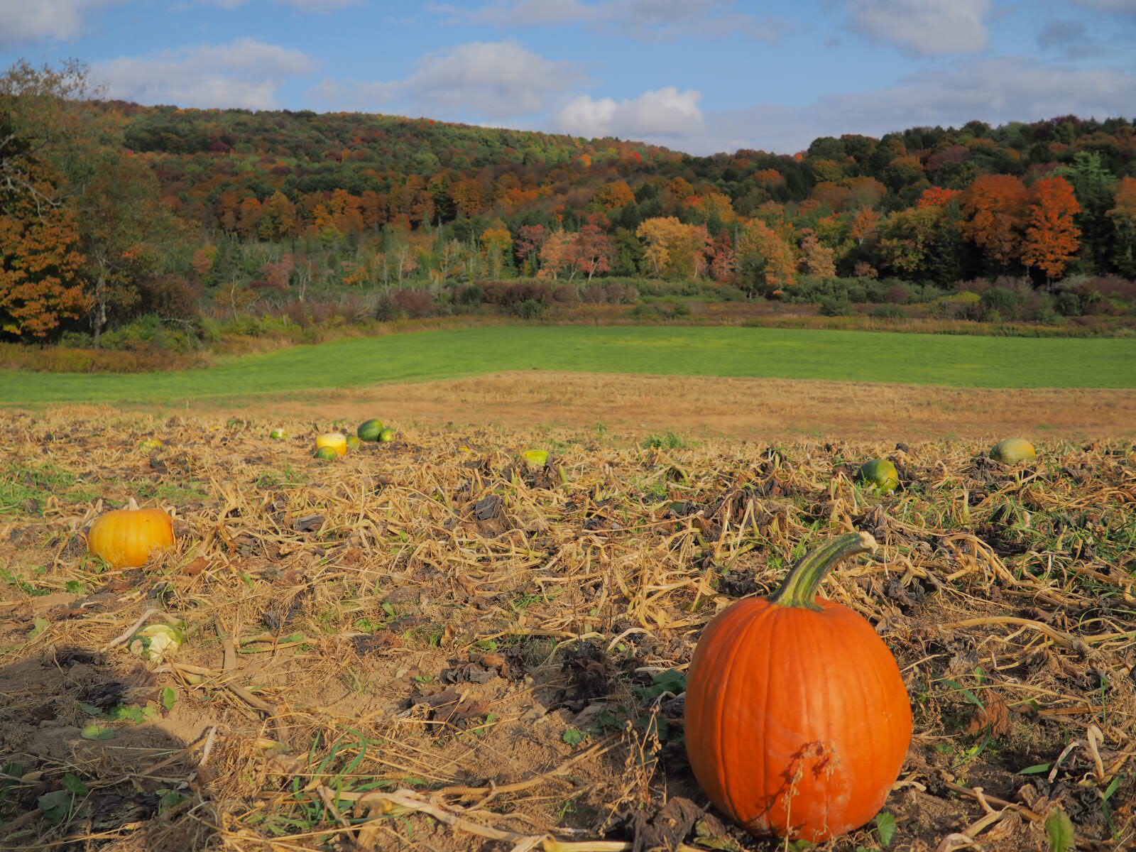 View from Fly Creek Valley Corn Maze