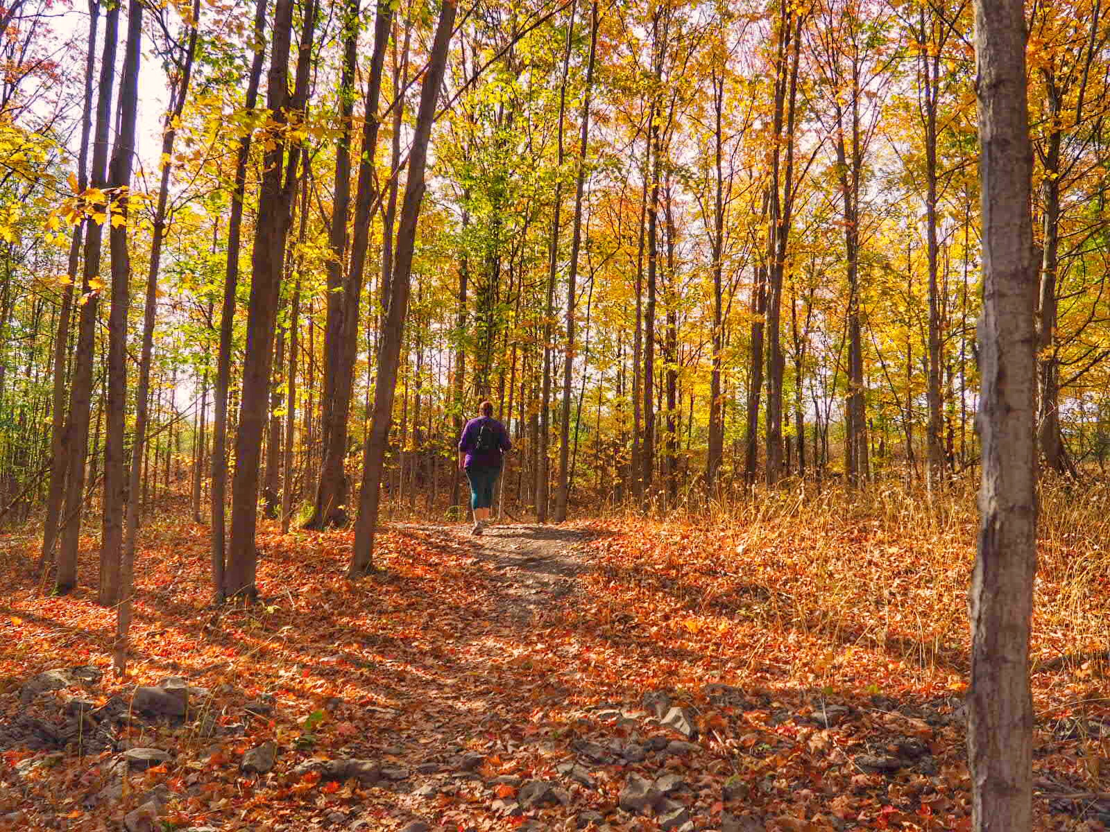 Hiking in Three Falls Woods
