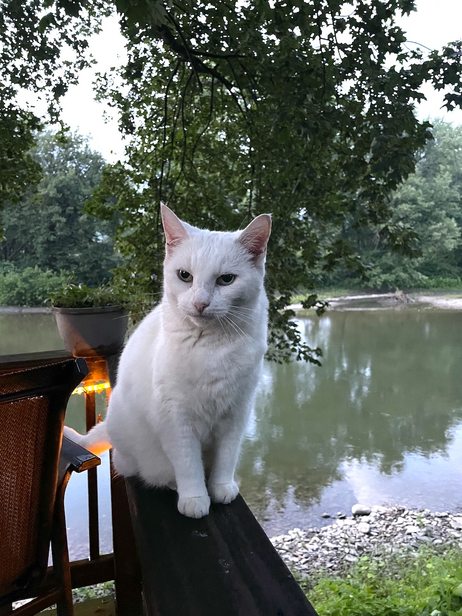 Esther - Cat at Fainting Goat