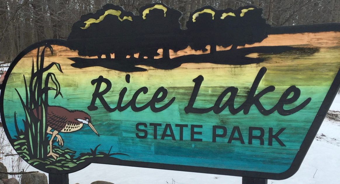 Rice Lake State Park Wandering Pine