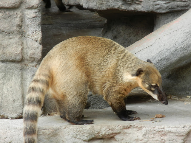Skolko Stoit Enot Waterfall Su