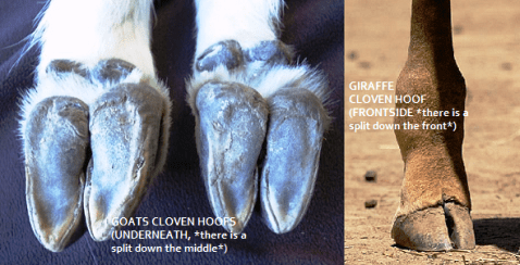 Animals With Divided Hoofs And Chews Cud - Aja Pictures