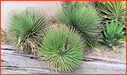 Agave