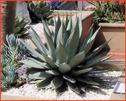Agave