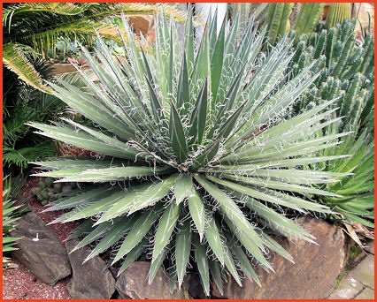 Agave