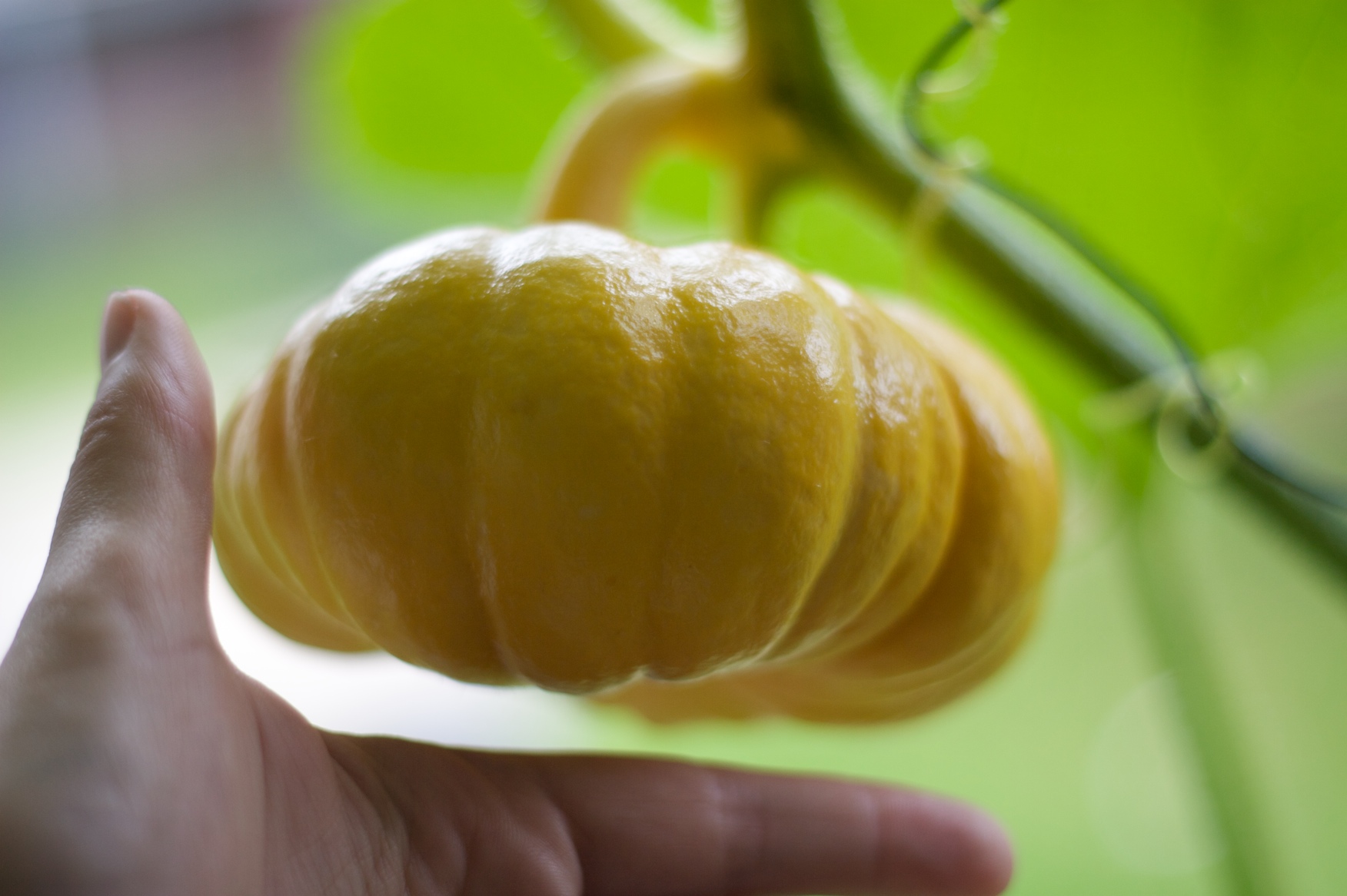 Pompoen in de groei