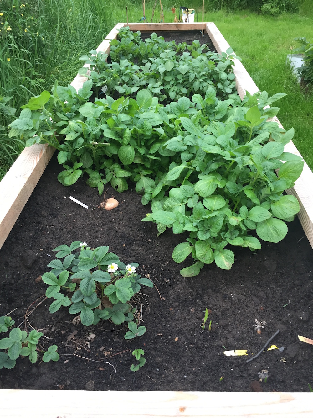 6 soorten aardappels kweken in een verhoogde moestuinbak
