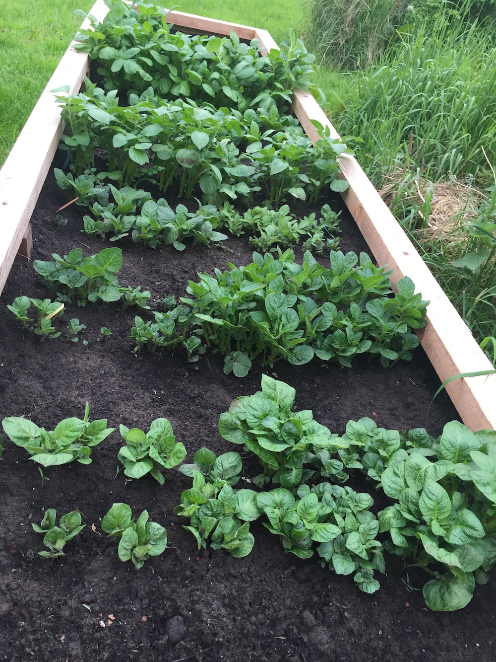 6 soorten aardappels kweken in een verhoogde moestuinbak