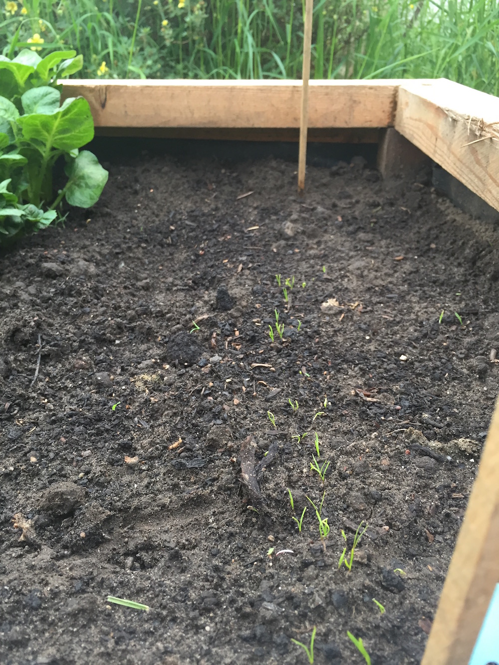 Kiemende wortels in een moestuin