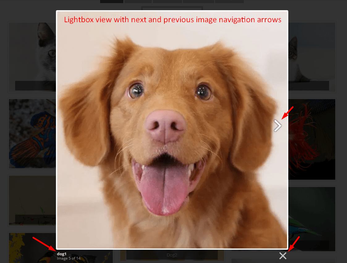 portfolio filter gallery screenshot