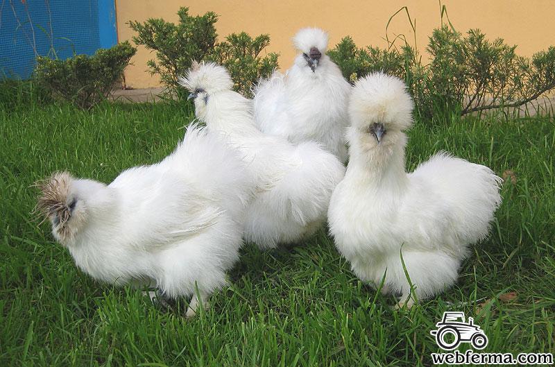 Китайская Курица Фото