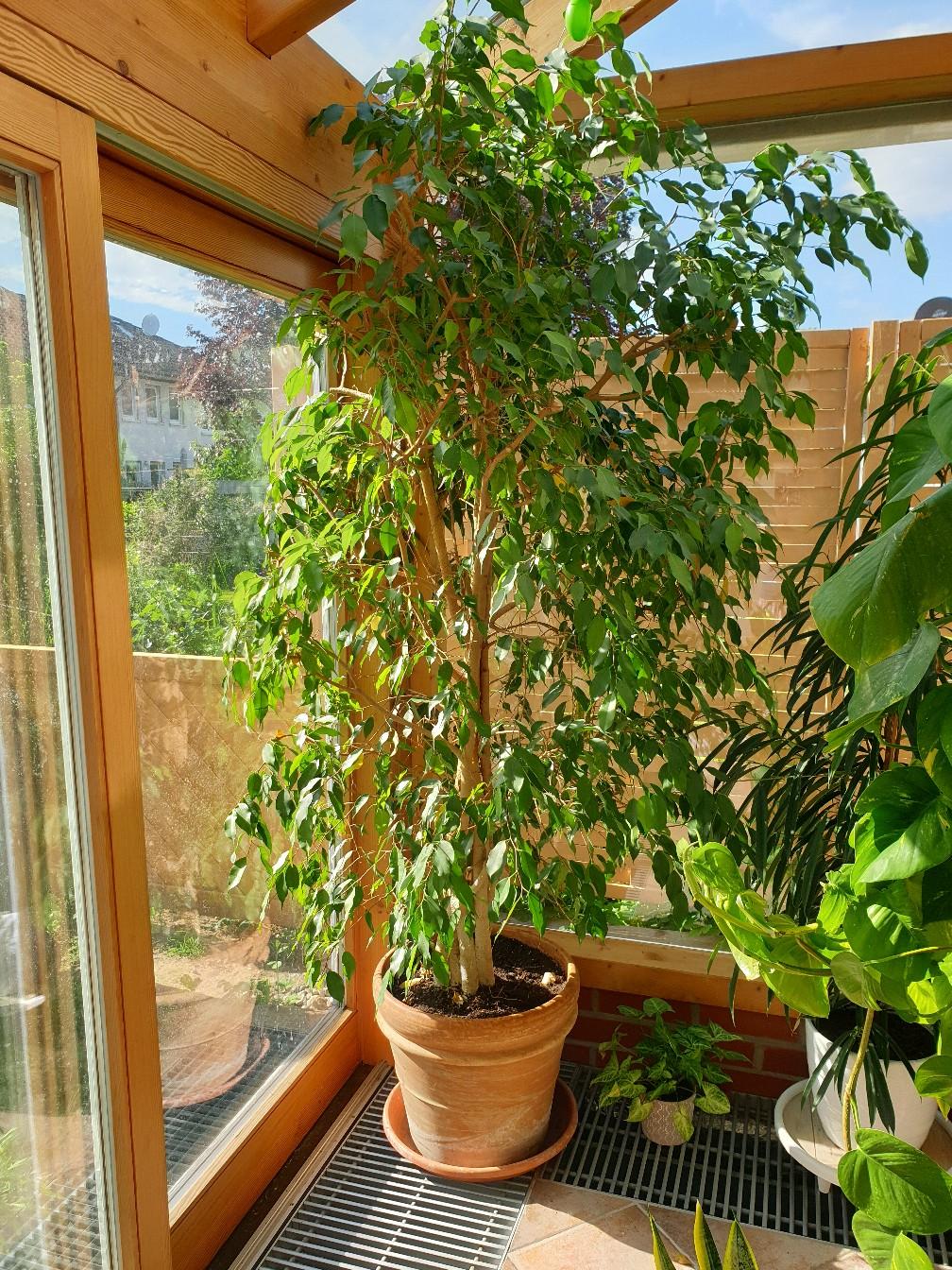 Engel aus steinguss für garten und friedhof. Ficus Benjamini Baum Pflanze 2m in 69123 Heidelberg fÃ¼r