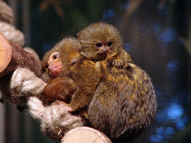 Ouistiti Nain Ouistiti Pygmee Le Plus Petit Singe Du Monde Contenu Esperance De Vie Des Ouistitis A La Maison