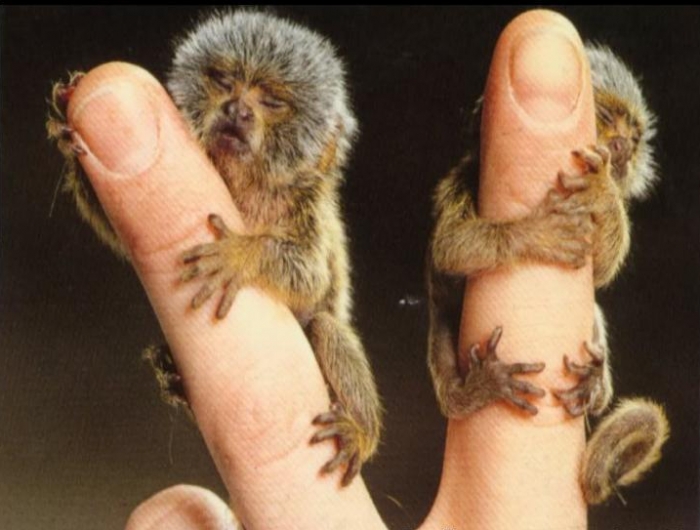 Ouistiti Nain Ouistiti Pygmee Le Plus Petit Singe Du Monde Contenu Esperance De Vie Des Ouistitis A La Maison