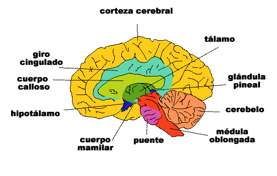 La Corteza Cerebral
