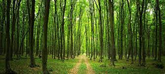 Ormanların Korunması ve Devamlılığı Adına: SİLVİKÜLTÜR