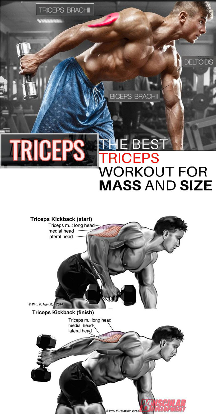 A regular bench press routine focuses on the chest, shoulders, and triceps by weighing all the hard work on the chest muscles. How to Triceps Executing