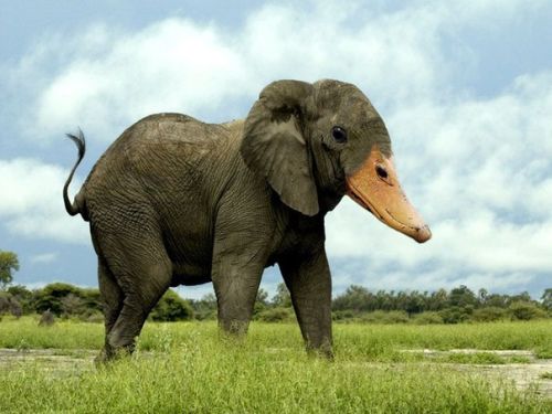 Hybrid Animals Created Through Crossbreeding Weird Cool Dumb