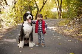  Standard Bernedoodle Size Shop 50 Off Www Ingeniovirtual Com