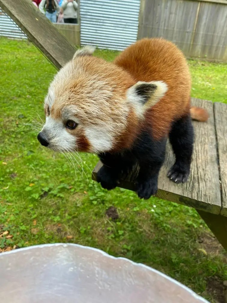 cute red panda