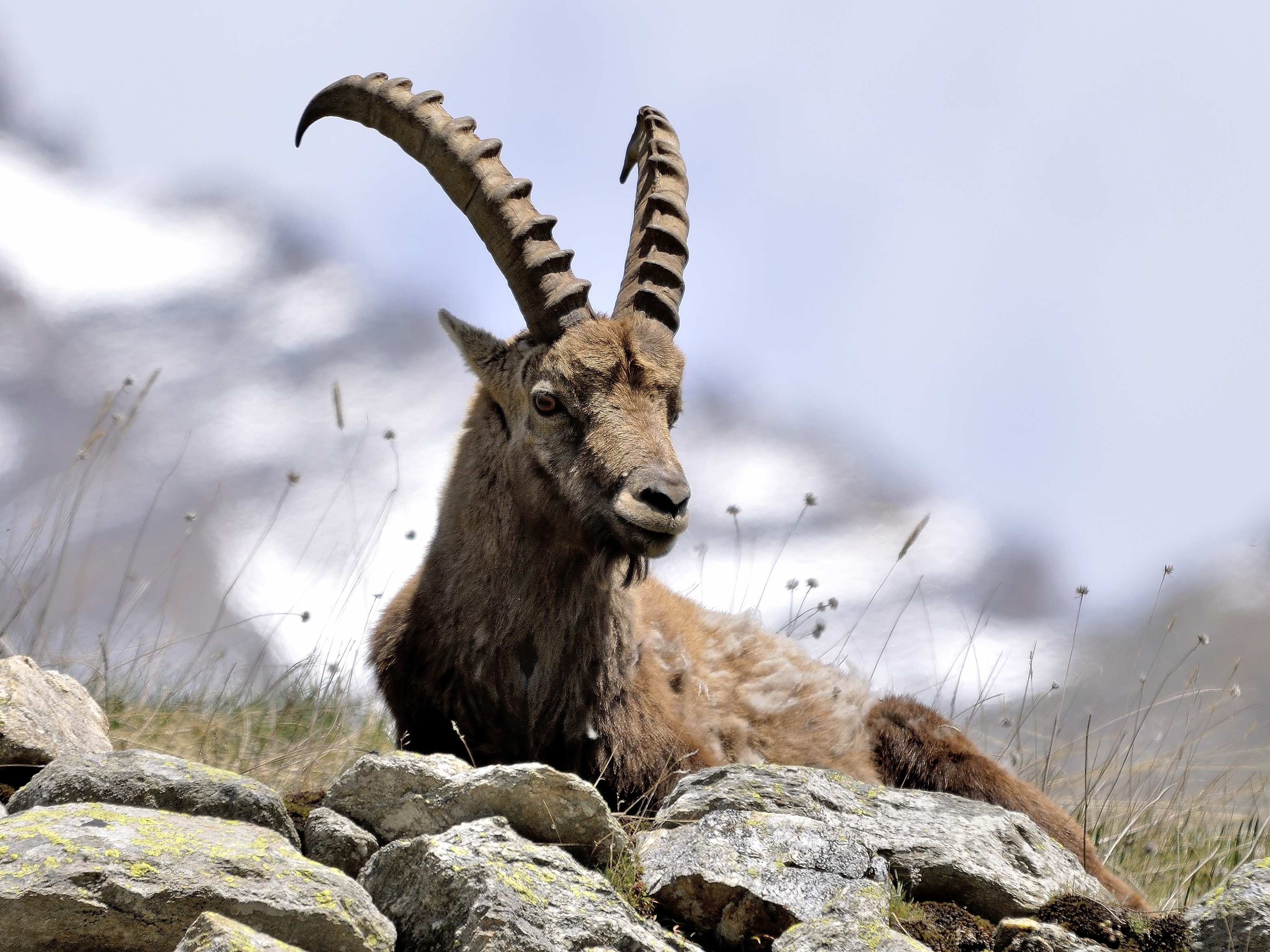 Bouquetin des Alpes