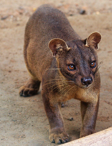 Coffee beans excreted by civet stock photo . When Is A Cat Not A Cat International Society For Endangered Cats Isec Canada