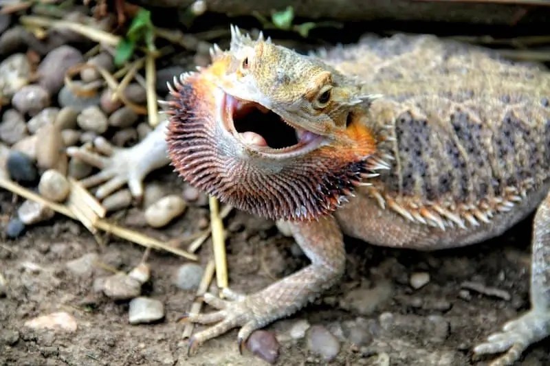 What Not To Feed Bearded Dragons 21 Things Wildlife Informer