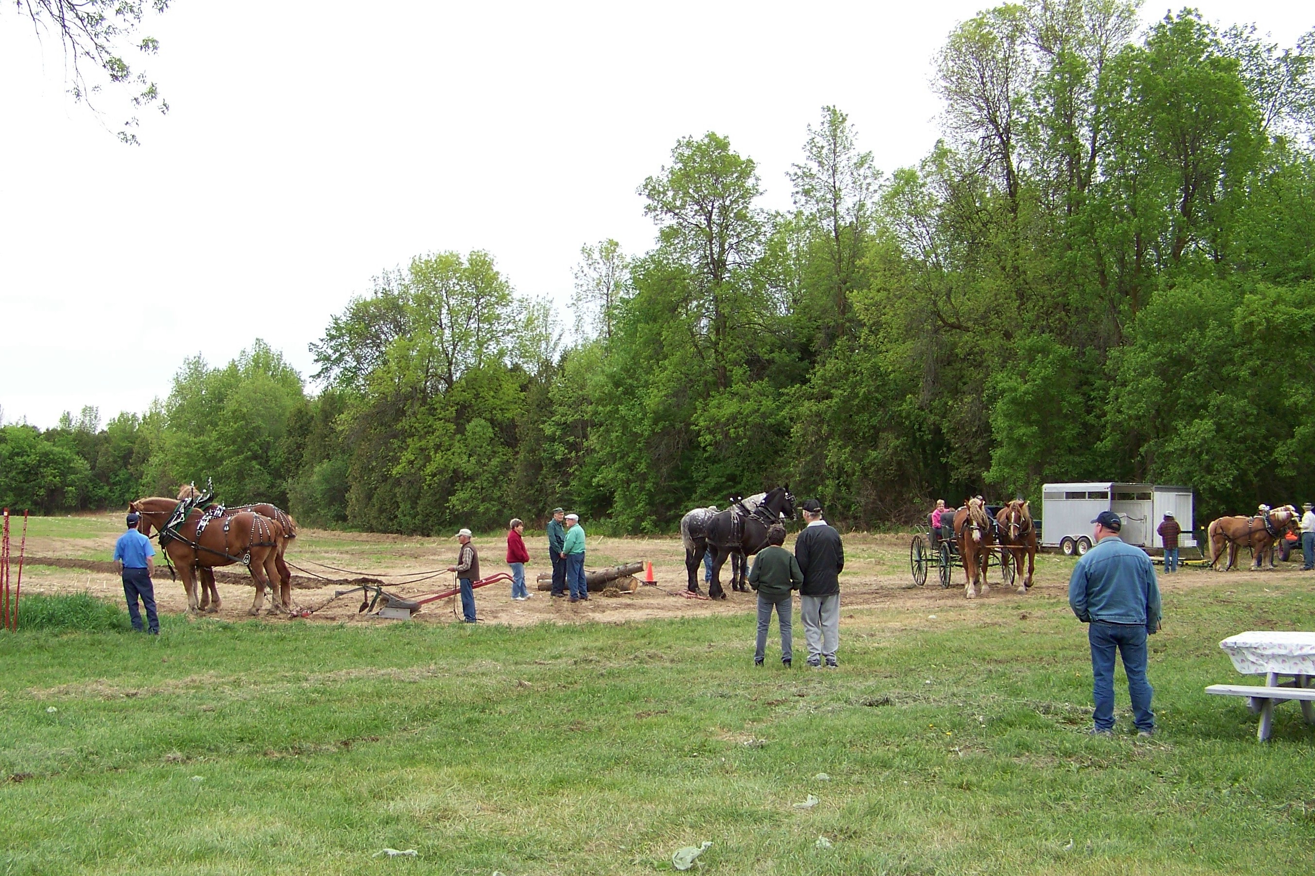 Leeds County Draft Horse Club Field Day Willow House Chronicles