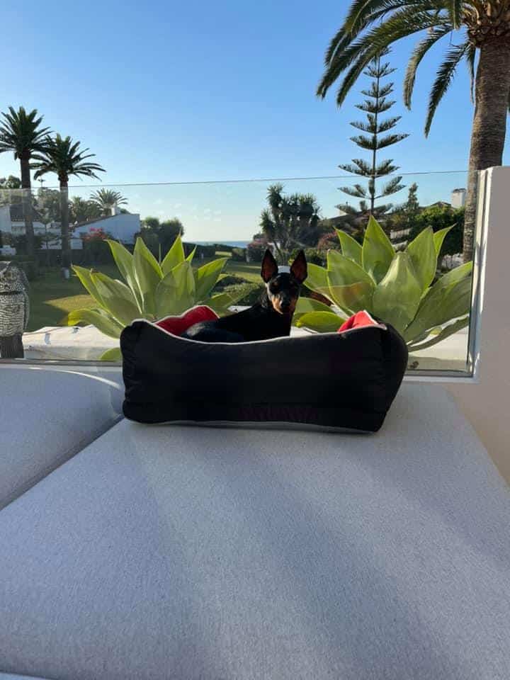 English Toy Terrier ligger i en bädd på en terrass och spejar ut över trädgården