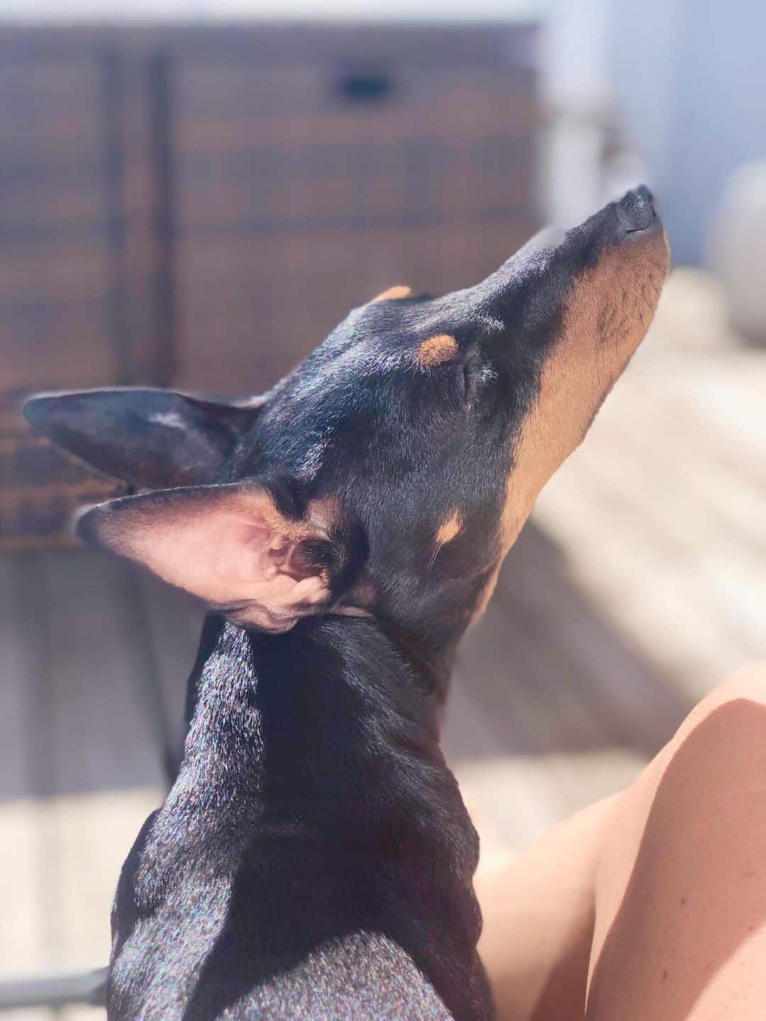 vacker english toy terrier som sträcker upp nosen mot solen