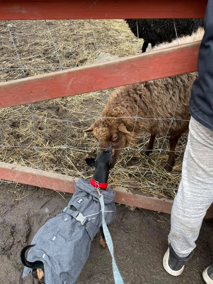 English Toy Terrier som träffar ett får genom stängslet