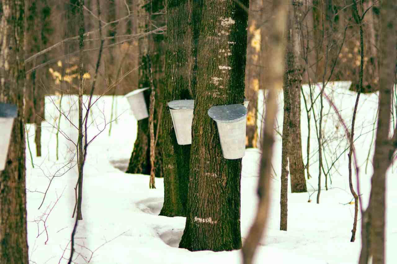 Can Trees Explode? (Answered) Wood Questions