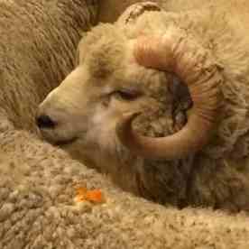 IMG_2627 look at that face and those horns...and that fleece!