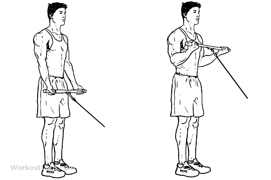 A work bench grinder is useful for tasks like tool sharpening and rounding off sharp thread ends on bolts, according to family handyman. Standing Bicep Cable Curls | Illustrated Exercise guide