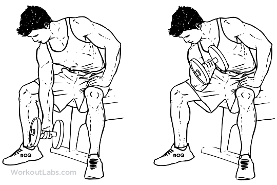 Hyperextension fitness bench · positioning type: Seated Dumbbell Concentration Curls | Illustrated Exercise