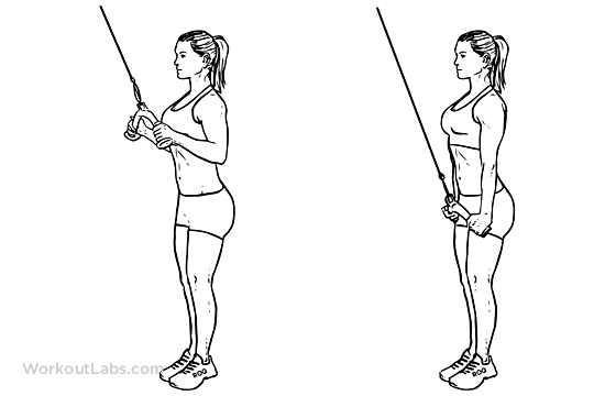 3.) extend your arms fully raising the . Triceps Cable Pushdown | Illustrated Exercise guide