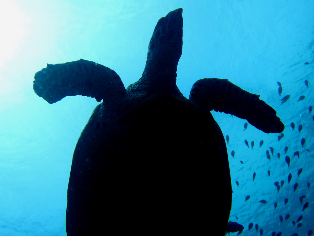 Turlte diving in Komodo Indonesia