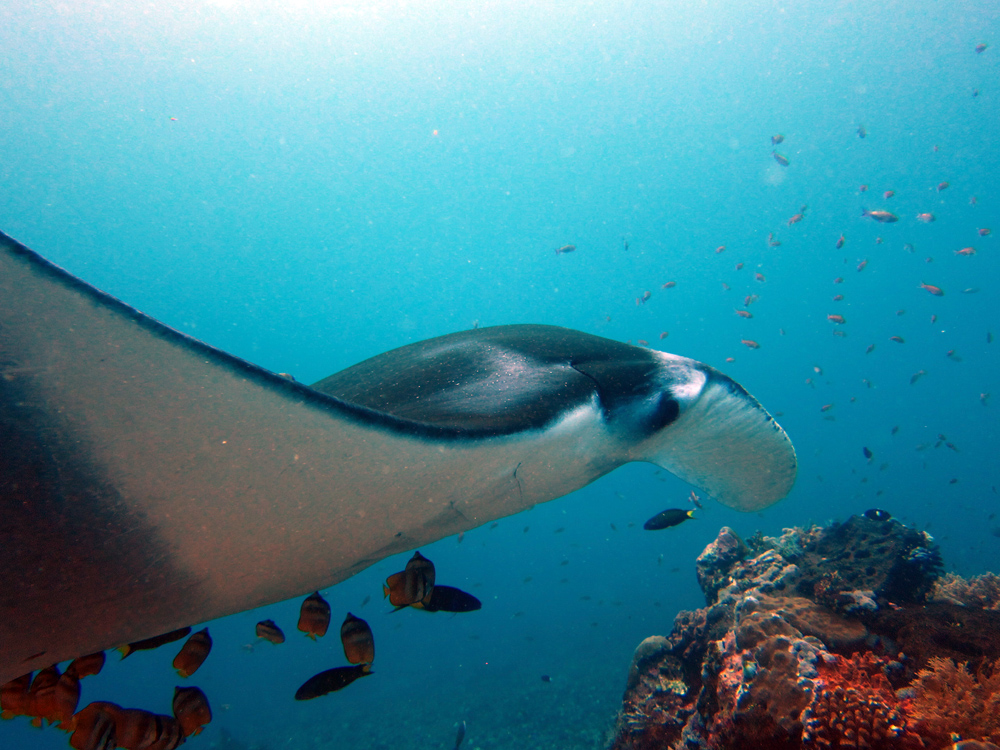 Manta ray diving in Komodo Indonesia