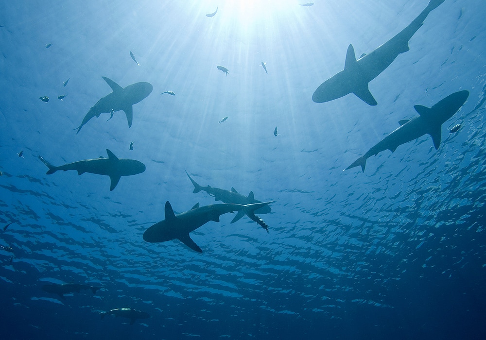 Shark Symbolism & Meaning (+Totem, Spirit & Omens) - World Birds 700_x_1000_jpg