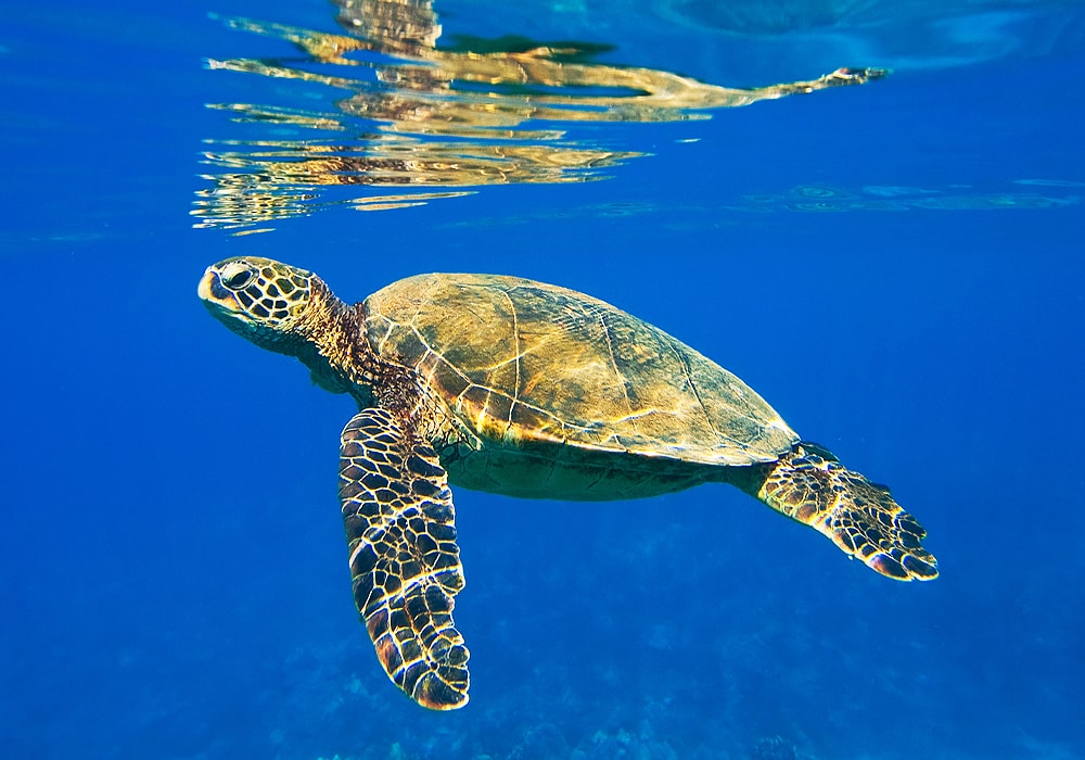 Turtle Symbolism & Meaning (+Totem, Spirit & Omens) - World Birds 700_x_1000_jpg