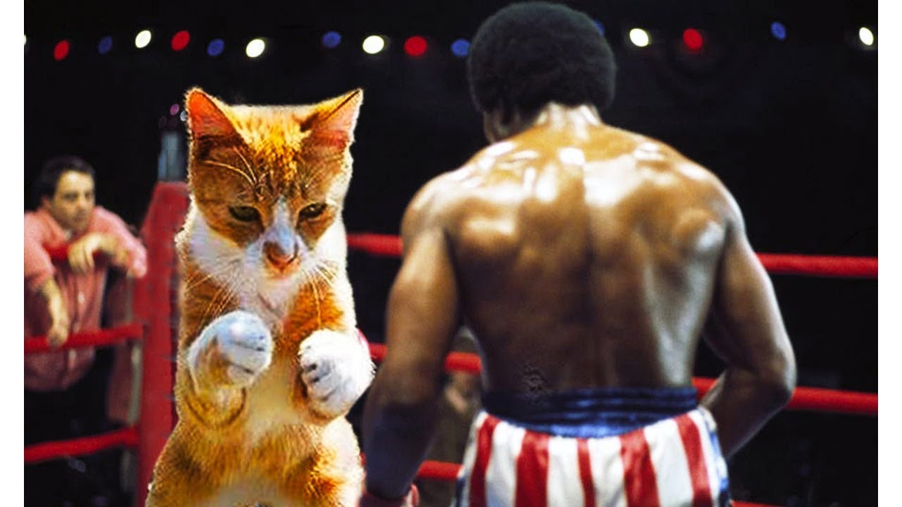 Funny Cat boxing make you laugh loudly Funny Cats Compilation Mkls