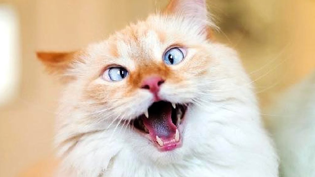 CATS MEOWING PLAYING FUNNY CAT VIDEOS World Cat Comedy