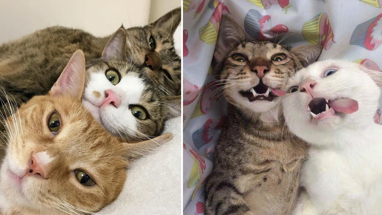 😆Cats BEING…. CATS 😸😸 Funny Cat Tiktok Compilation World