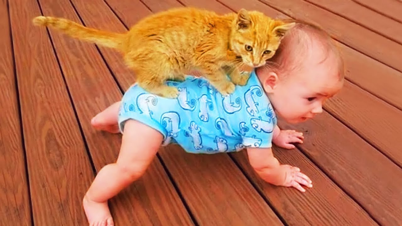 Cute Baby Cats Playing Cute Kitten Videos Play Funny Animal Videos