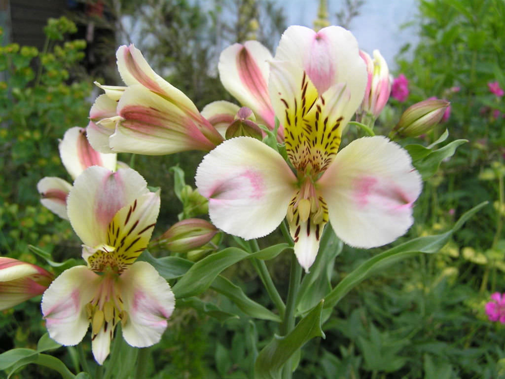 Find all alstroemeria plants at burpee. Alstroemeria 'Avanti' | World of Flowering Plants