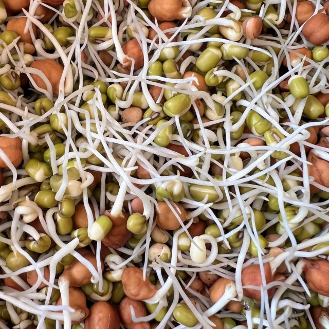 Sprouts