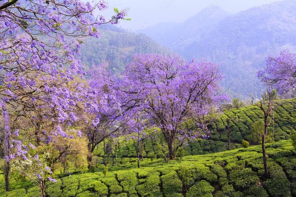 blossom trees