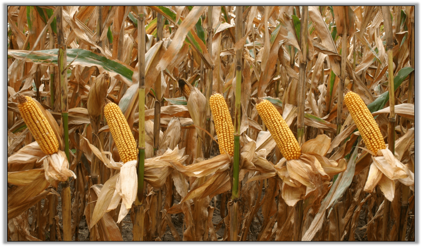 Tanaman Jagung Hibrid Cara Menanam Jagung Agar Panen